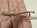 Mythomantis cofusa - Java'n Stick Mantis