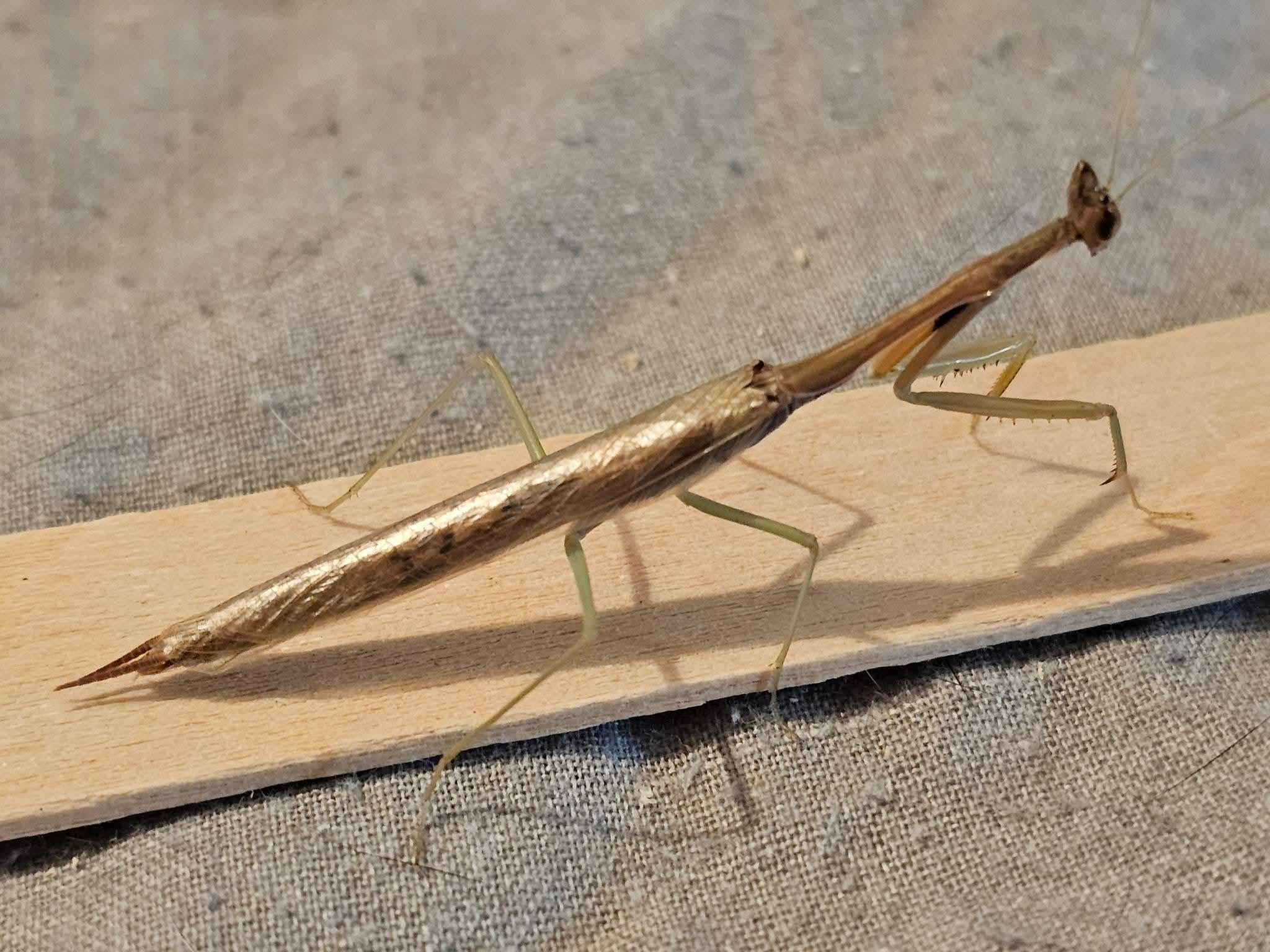 Dysaules sp India - Indian Grass Mantis