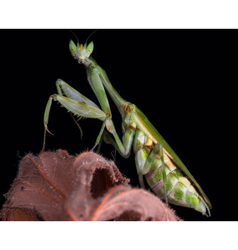 Galinthias amoena - African flower mantis
