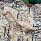 Deroplatys lobata - Dead leaf mantis