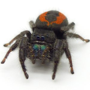 Phidippus ardens - Widow Jumping spider
