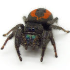 Phidippus ardens - Widow Jumping spider