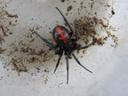 Steatoda paykulliana - Mediterranean False Black Widow