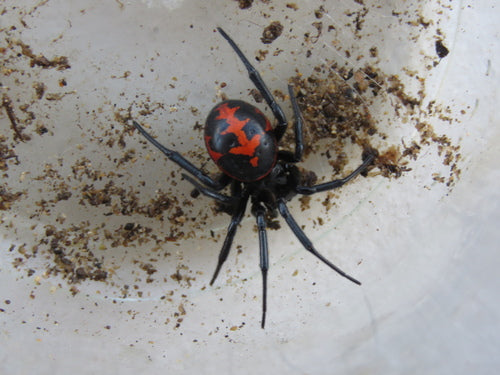 Steatoda paykulliana - Mediterranean False Black Widow