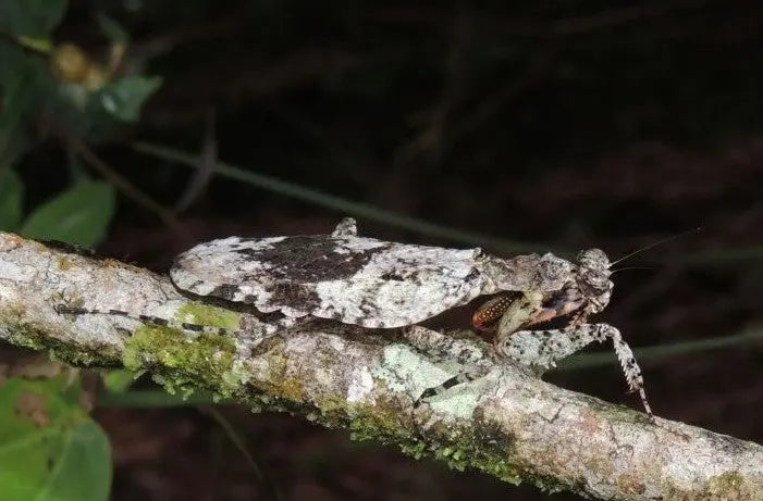 Theopompa servillei - Giant bark mantis Mantis Mayhem