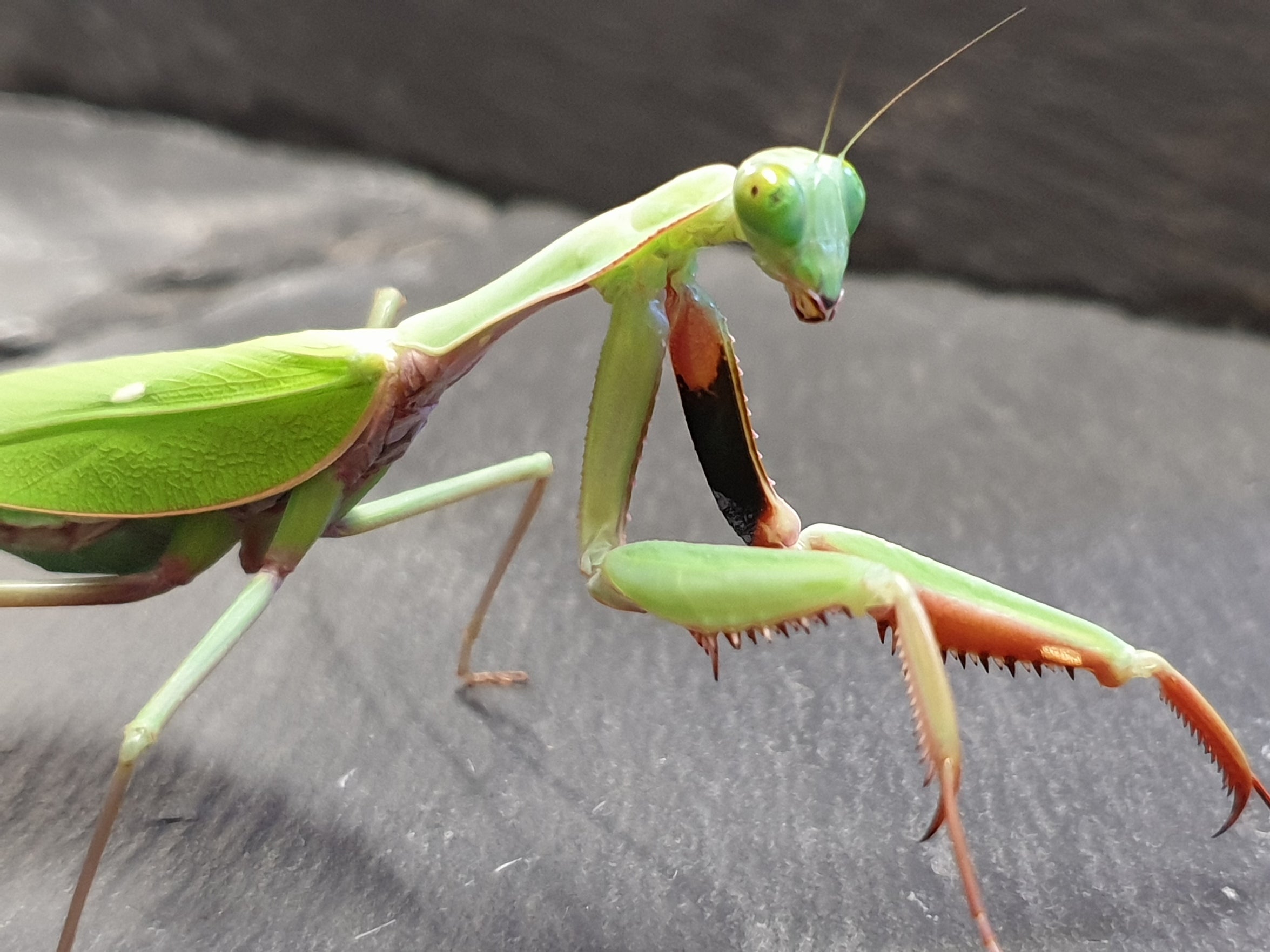 Hierodula majuscula - Giant Rainforest Mantis