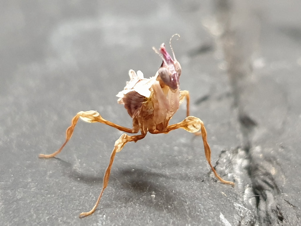 Idolomantis diabolica - Devils Flower Mantis