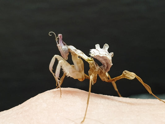 Idolomantis diabolica - Devils Flower Mantis