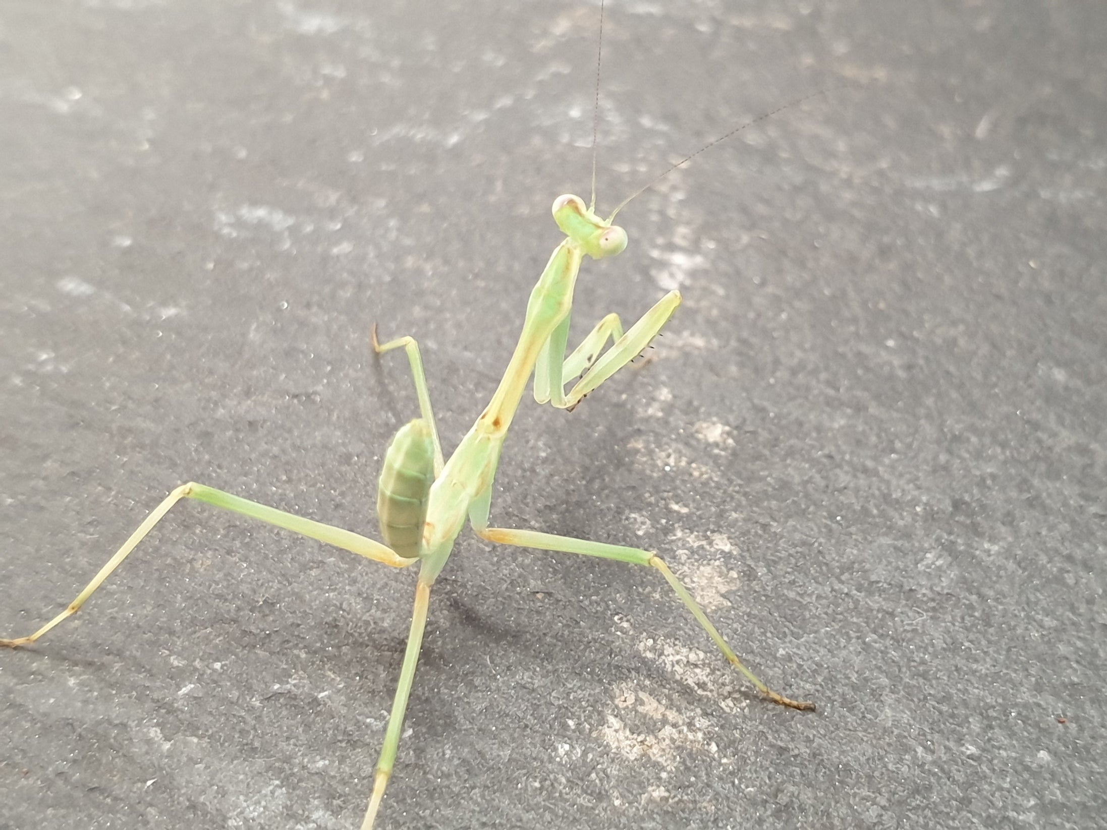 Omomantis zebrata - Zebra Mantis