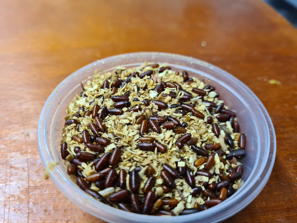 House flies, Green, Blue Bottle Fly Pupae