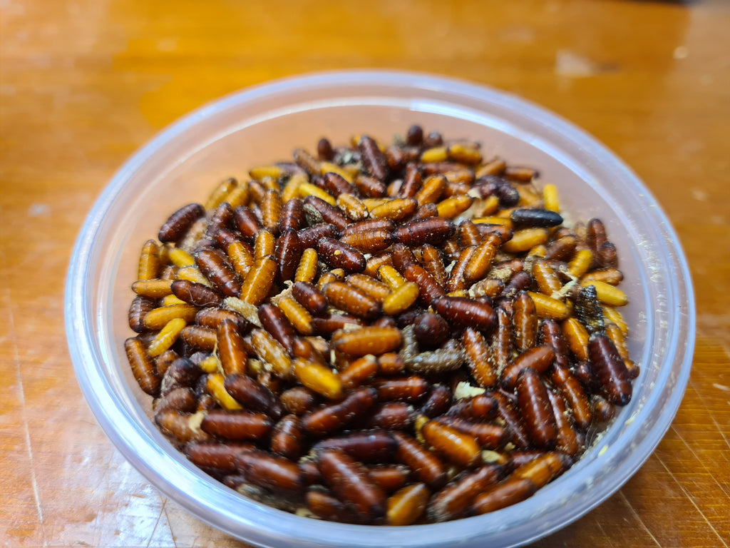 House flies, Green, Blue Bottle Fly Pupae