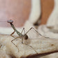 Camelomantis - Asian Leaf mantis