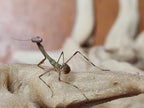Camelomantis - Asian Leaf mantis