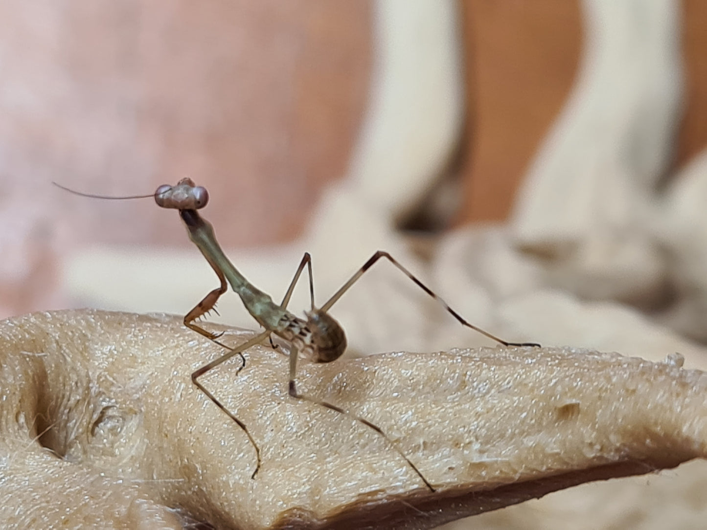 Camelomantis - Asian Leaf mantis