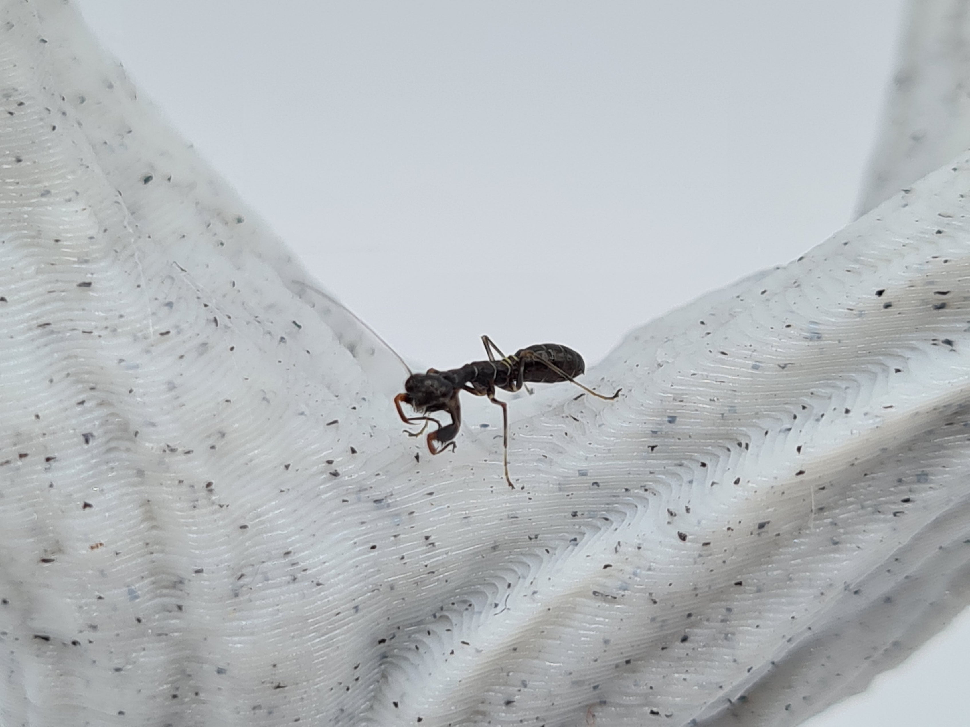 Odontomantis planiceps - Asian ant mantis
