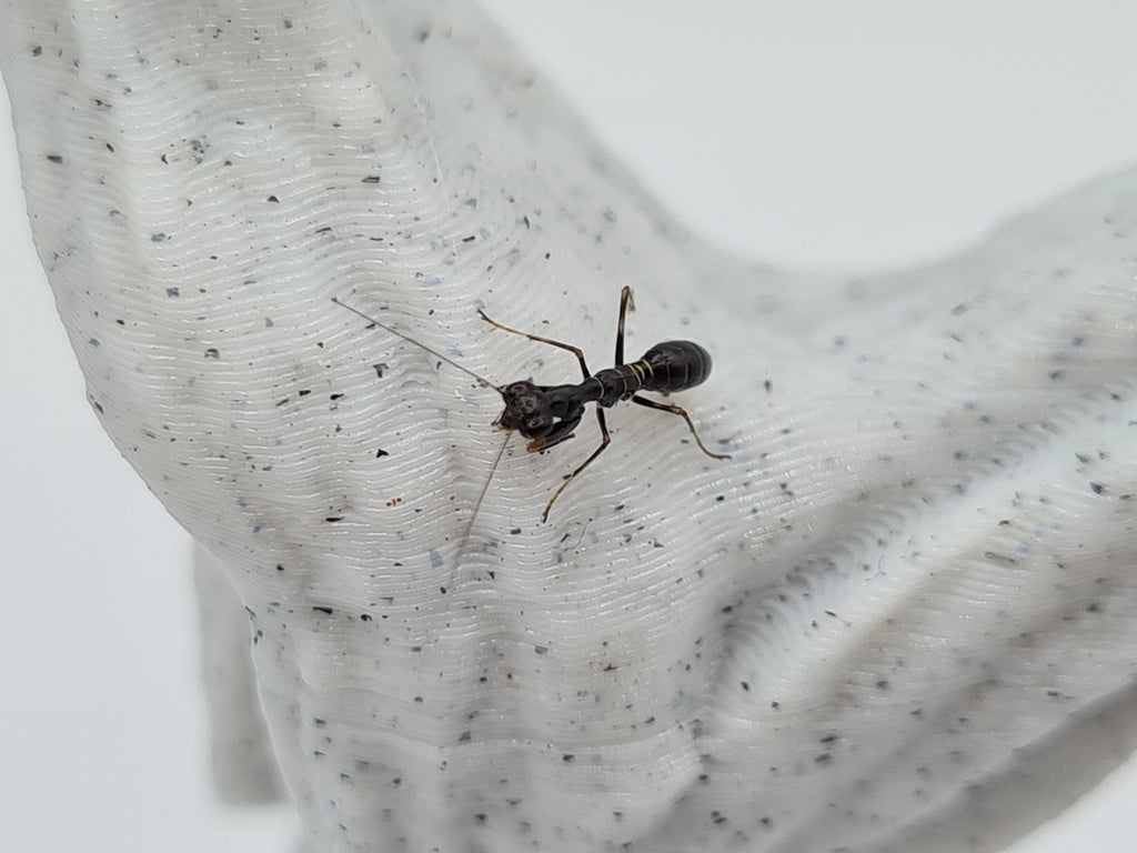 Odontomantis planiceps - Asian ant mantis