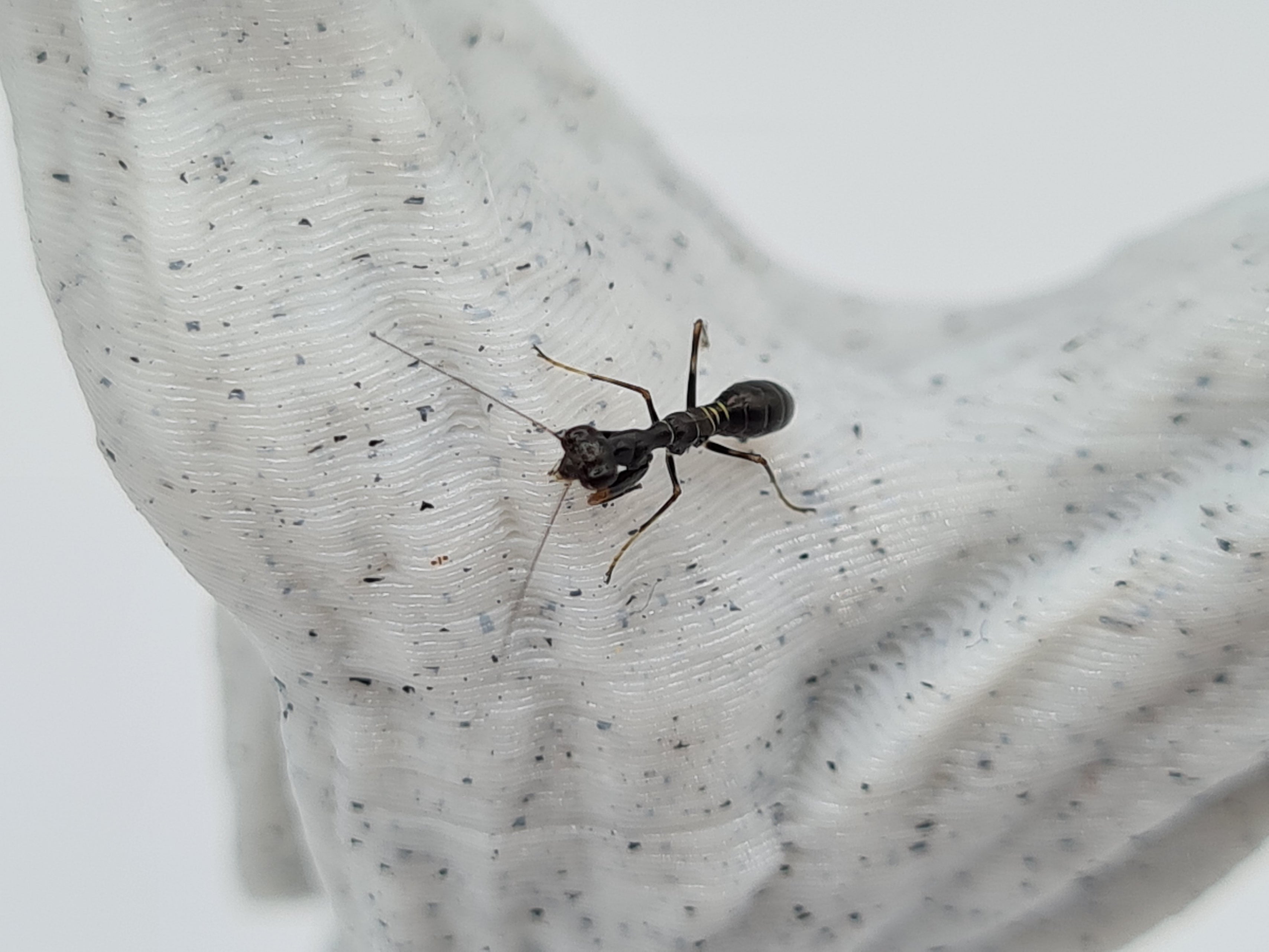 Odontomantis planiceps - Asian ant mantis