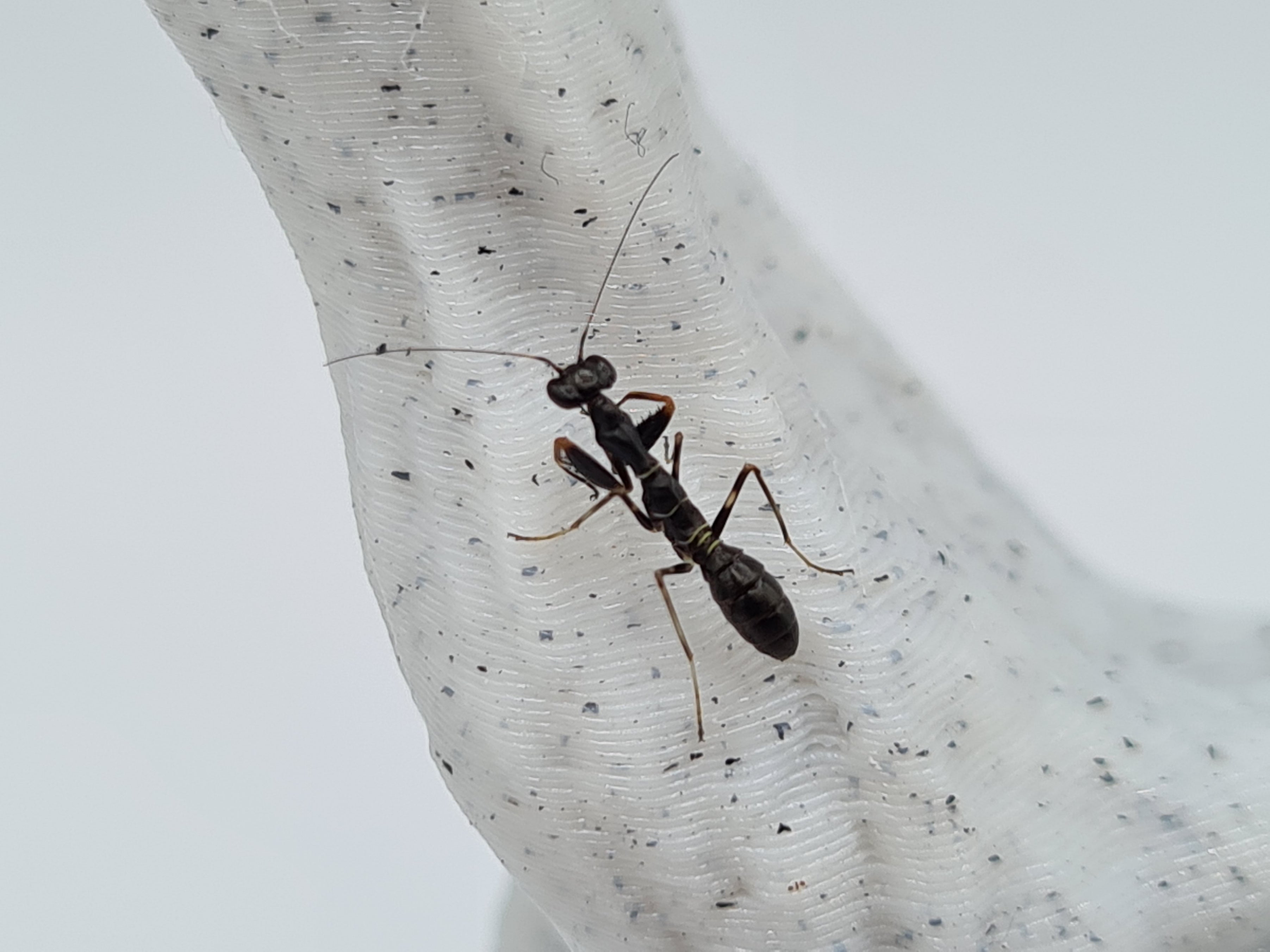Odontomantis planiceps - Asian ant mantis