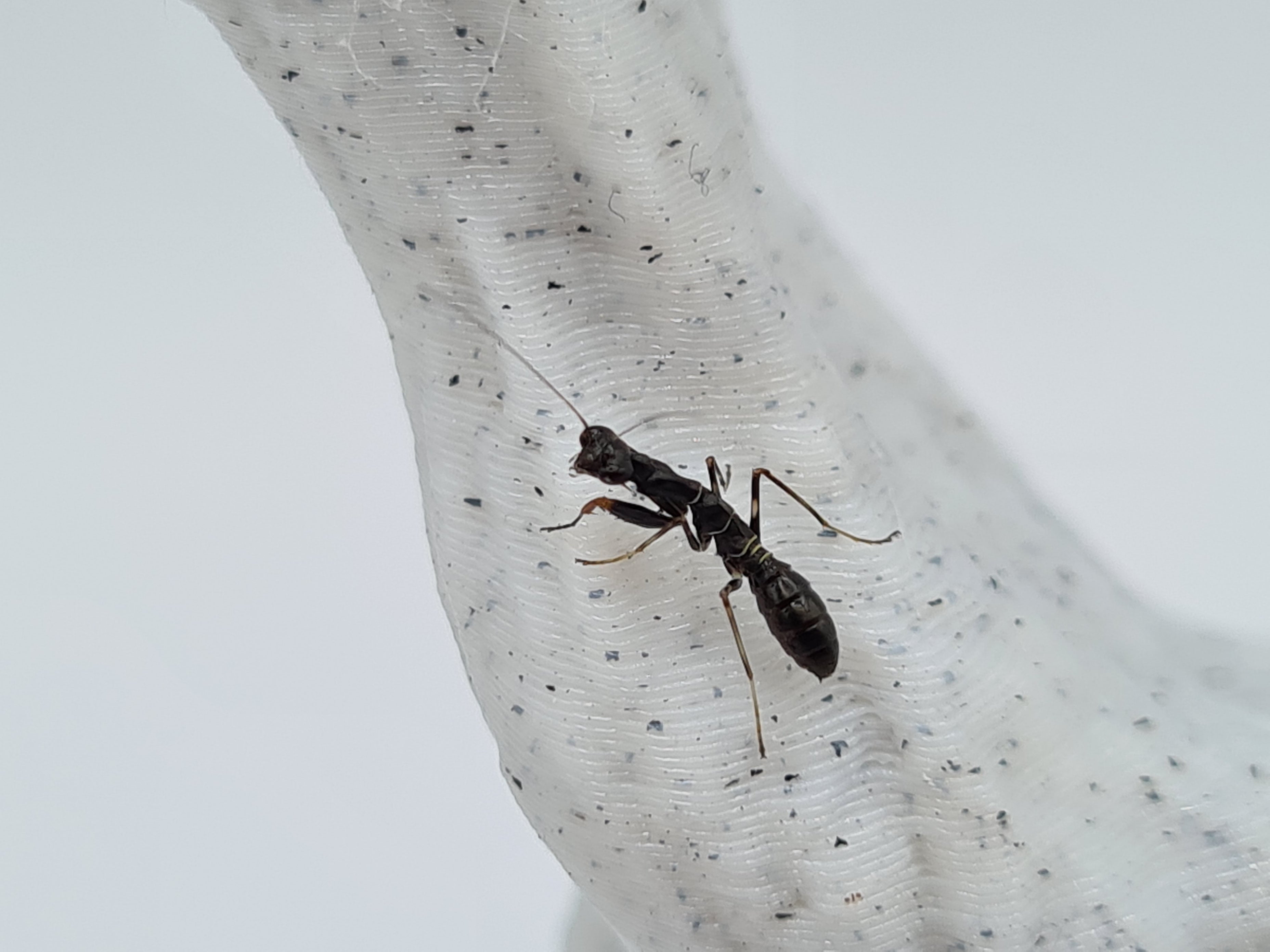 Odontomantis planiceps - Asian ant mantis