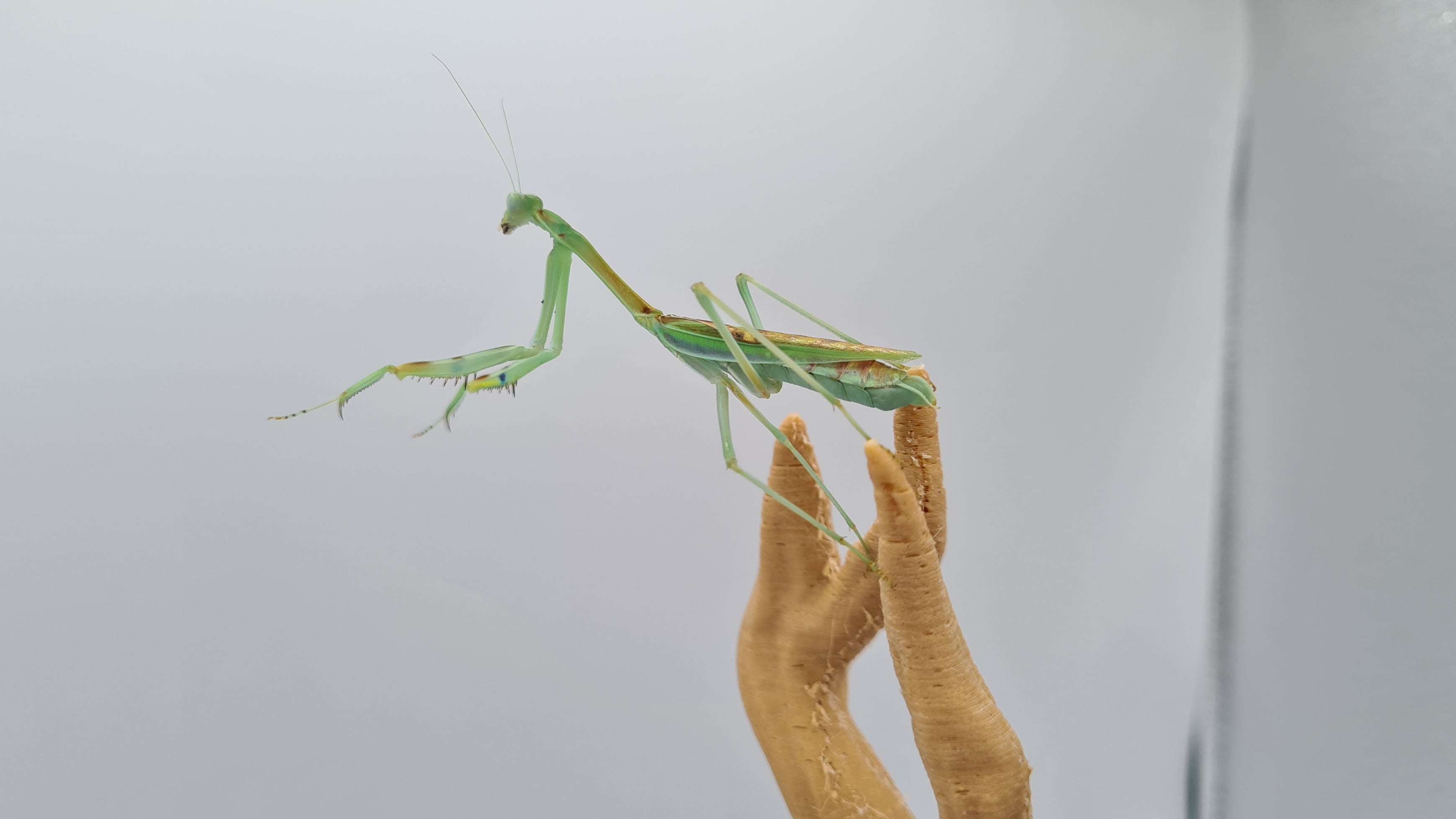 Omomantis zebrata - Zebra Mantis