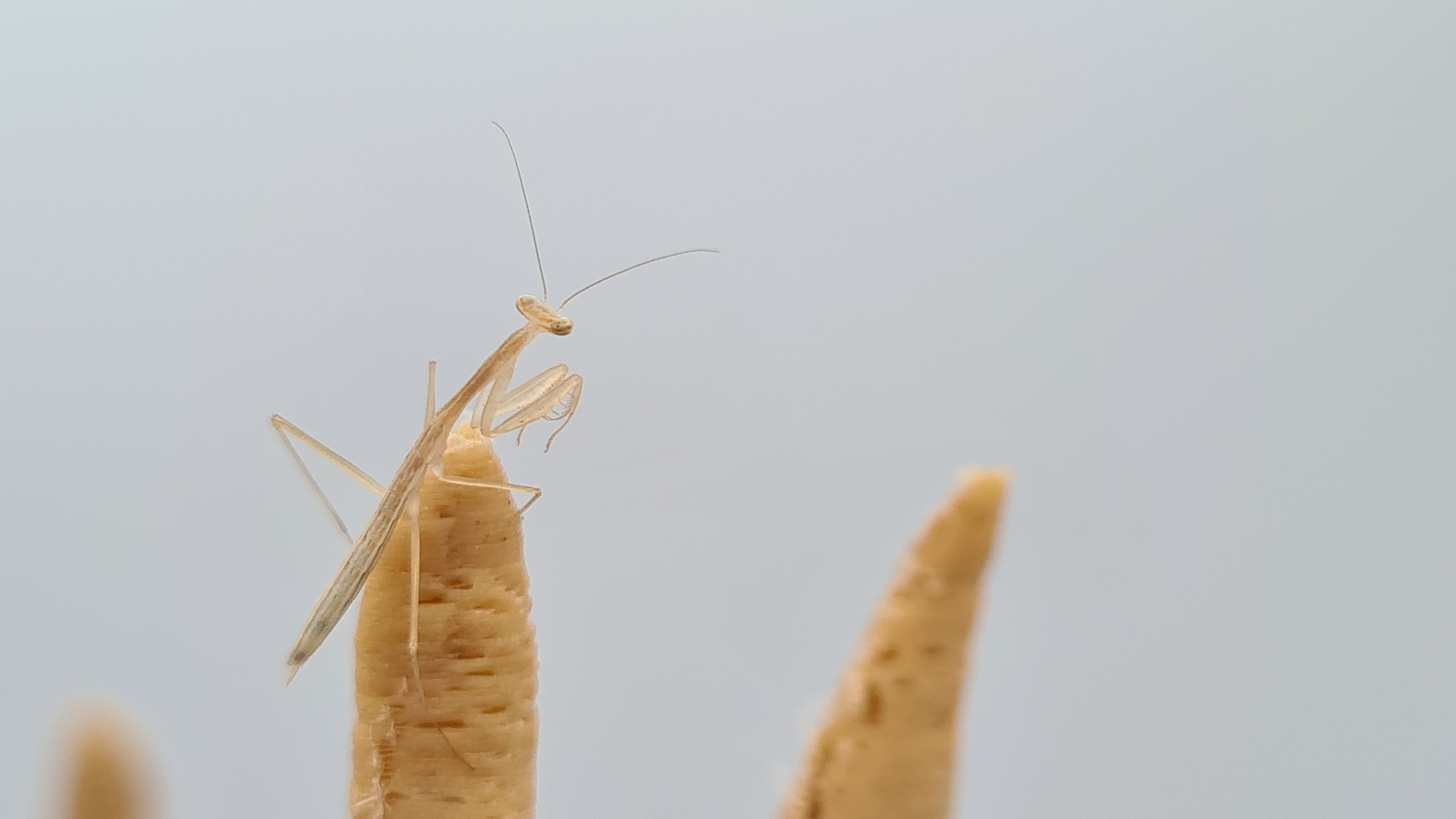Miomantis paykullii - Egyptian dwarf mantis