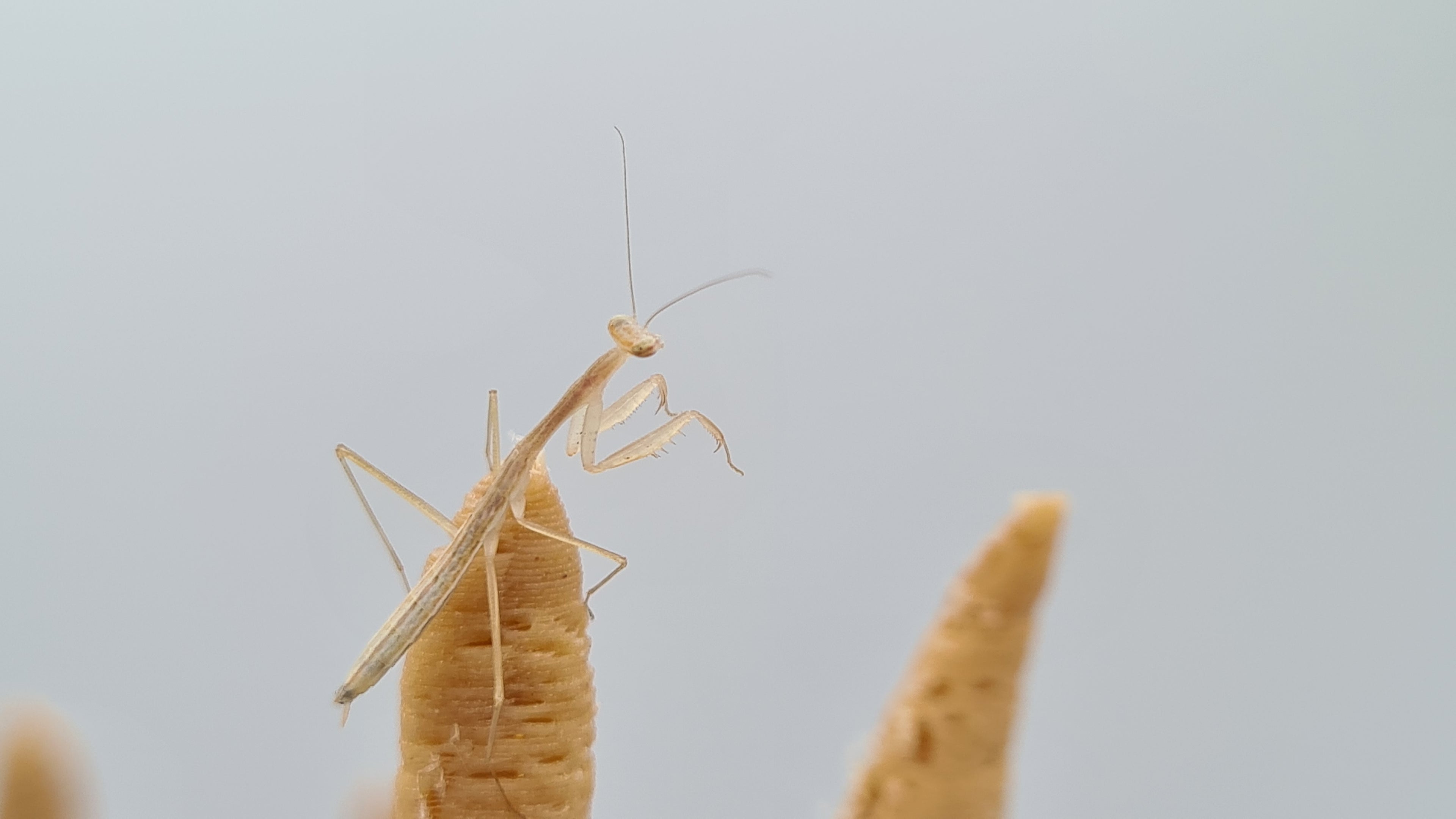 Miomantis paykullii - Egyptian dwarf mantis