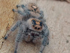 Phidippus regius Florida - regal jumping spider L4+ 5mm+