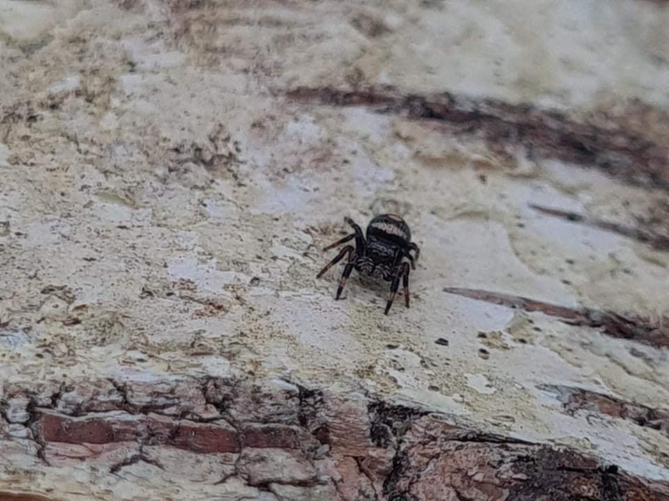 Phidippus regius Florida - regal jumping spider L4+ 5mm+