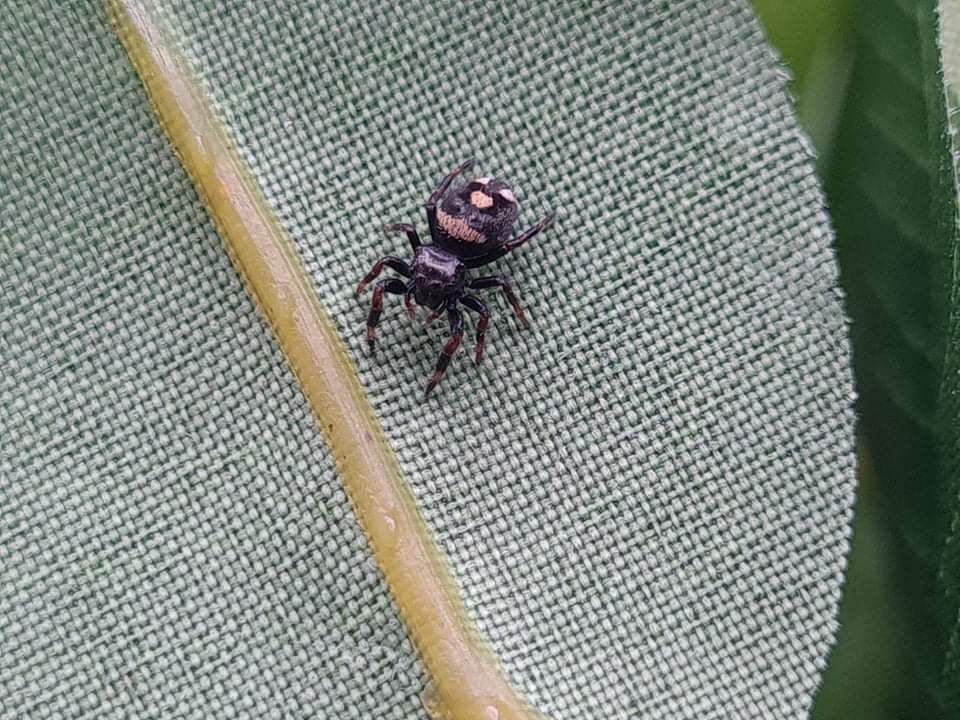 Phidippus regius Florida - regal jumping spider L4+ 5mm+