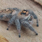 Phidippus regius - regal jumping spider L4+