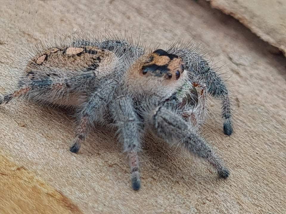 Phidippus regius Florida - regal jumping spider L4+ 5mm+