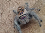 Phidippus regius Florida - regal jumping spider L4+ 5mm+