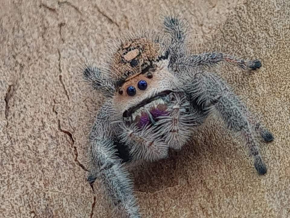 Phidippus regius Florida - regal jumping spider L4+ 5mm+