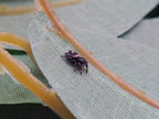 Phidippus regius Florida - regal jumping spider L4+ 5mm+