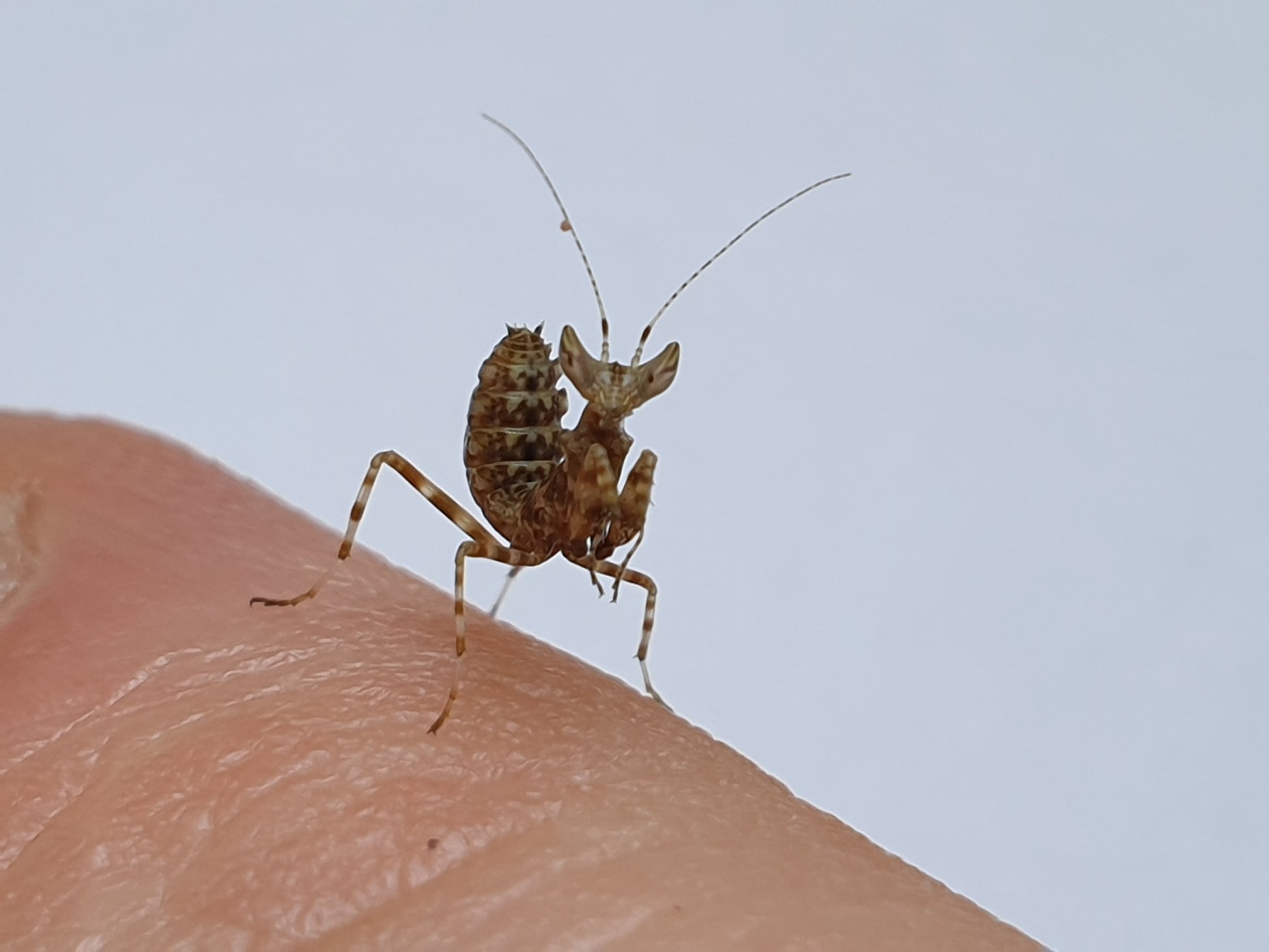 Creobroter gemmatus - Jeweled flower mantis