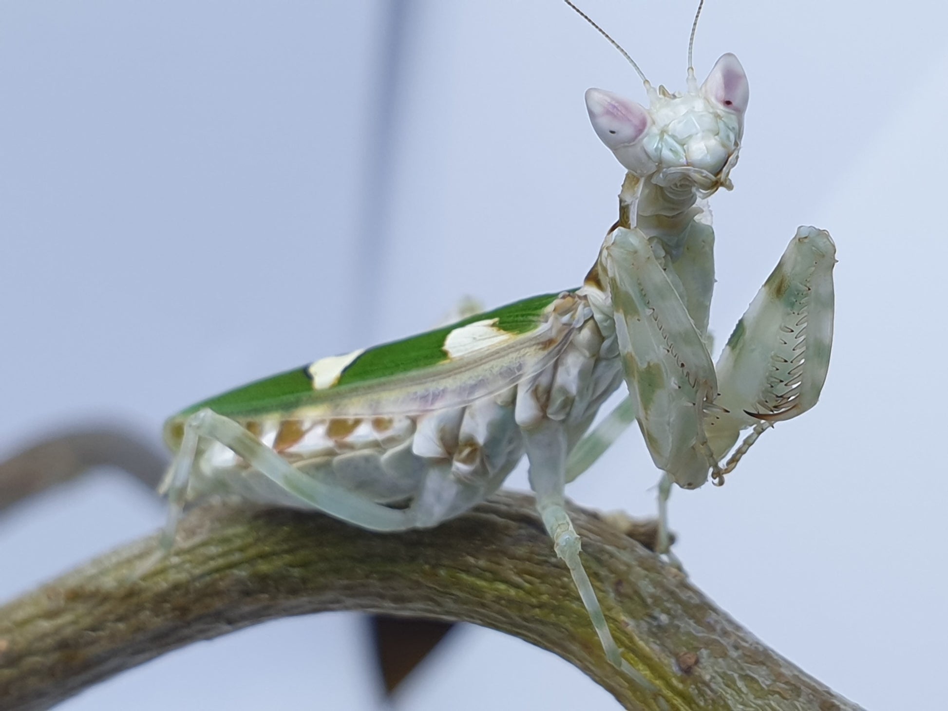 Creobroter gemmatus - Jeweled flower mantis