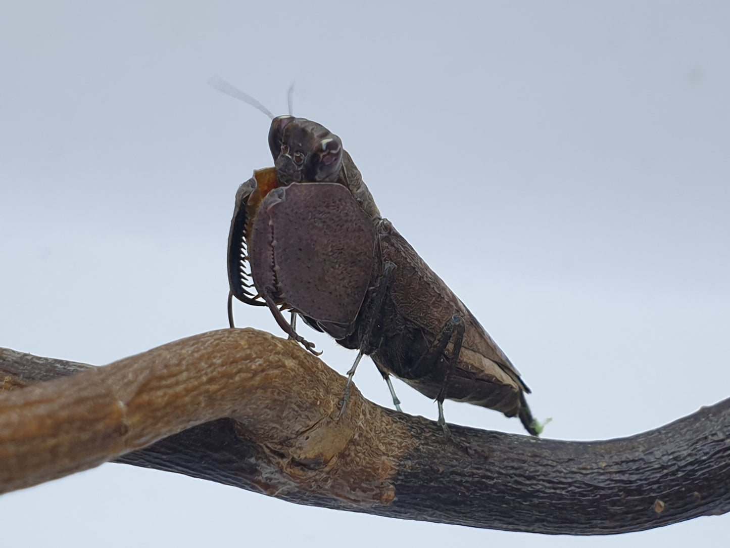 Astyliasula major - Boxer mantis