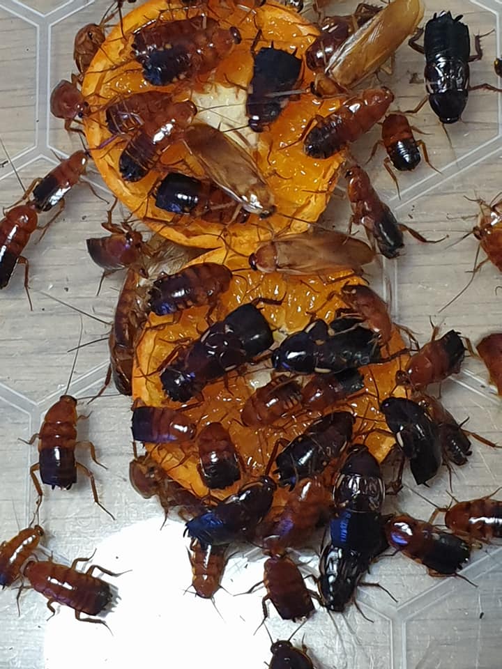 Turkestan cockroach - Red Runners 25++ mixed size