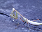Hierodula membranacea - Giant Asian Mantis Mayhem