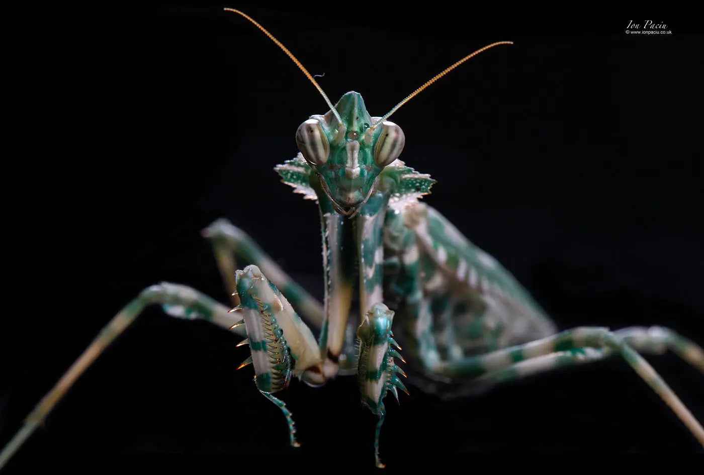 Blepharopsis mendica - Thistle mantis