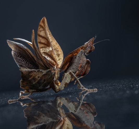 Parablepharis kuhliI - Vietnamese Ghost Mantis