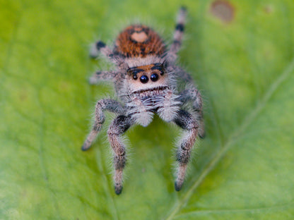 Phidippus regius
ISLA JUVENTUS