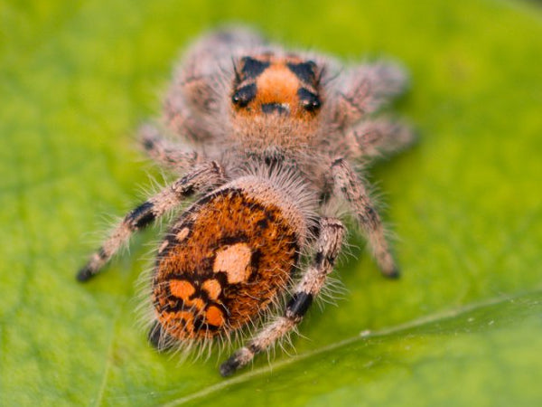 Phidippus regius
ISLA JUVENTUS