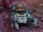 Phidippus regius Rastafari blue mountains