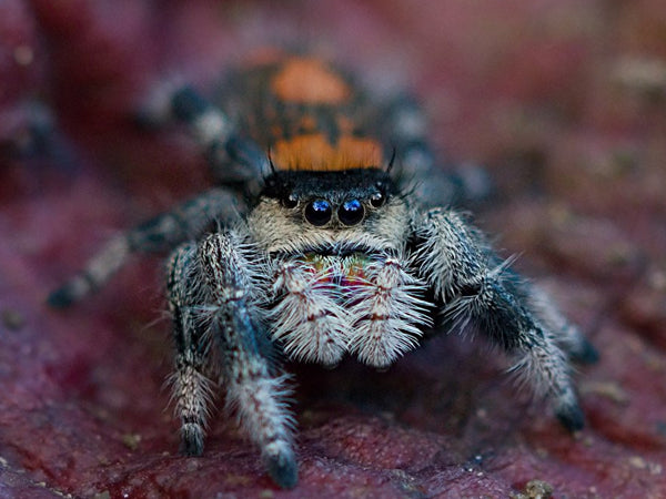 Phidippus regius Rastafari blue mountains