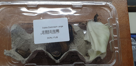 10++ x Dubia Cochroach mix size