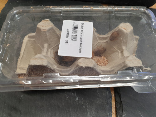 10++ x Dubia Cochroach mix size