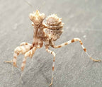 Blepharopsis mendica - Thistle mantis