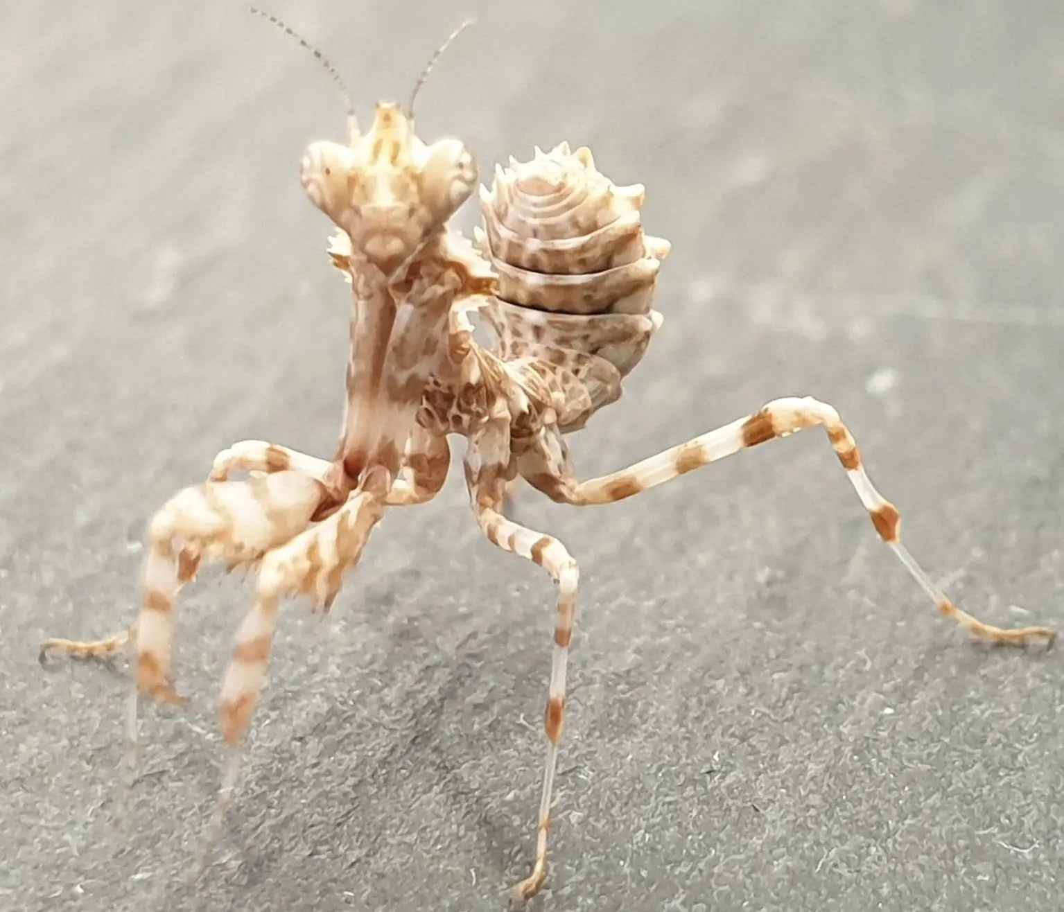 Blepharopsis mendica - Thistle mantis