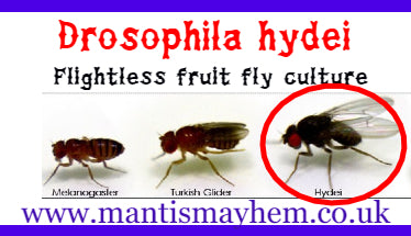 32 oz Large Fruit fly culture